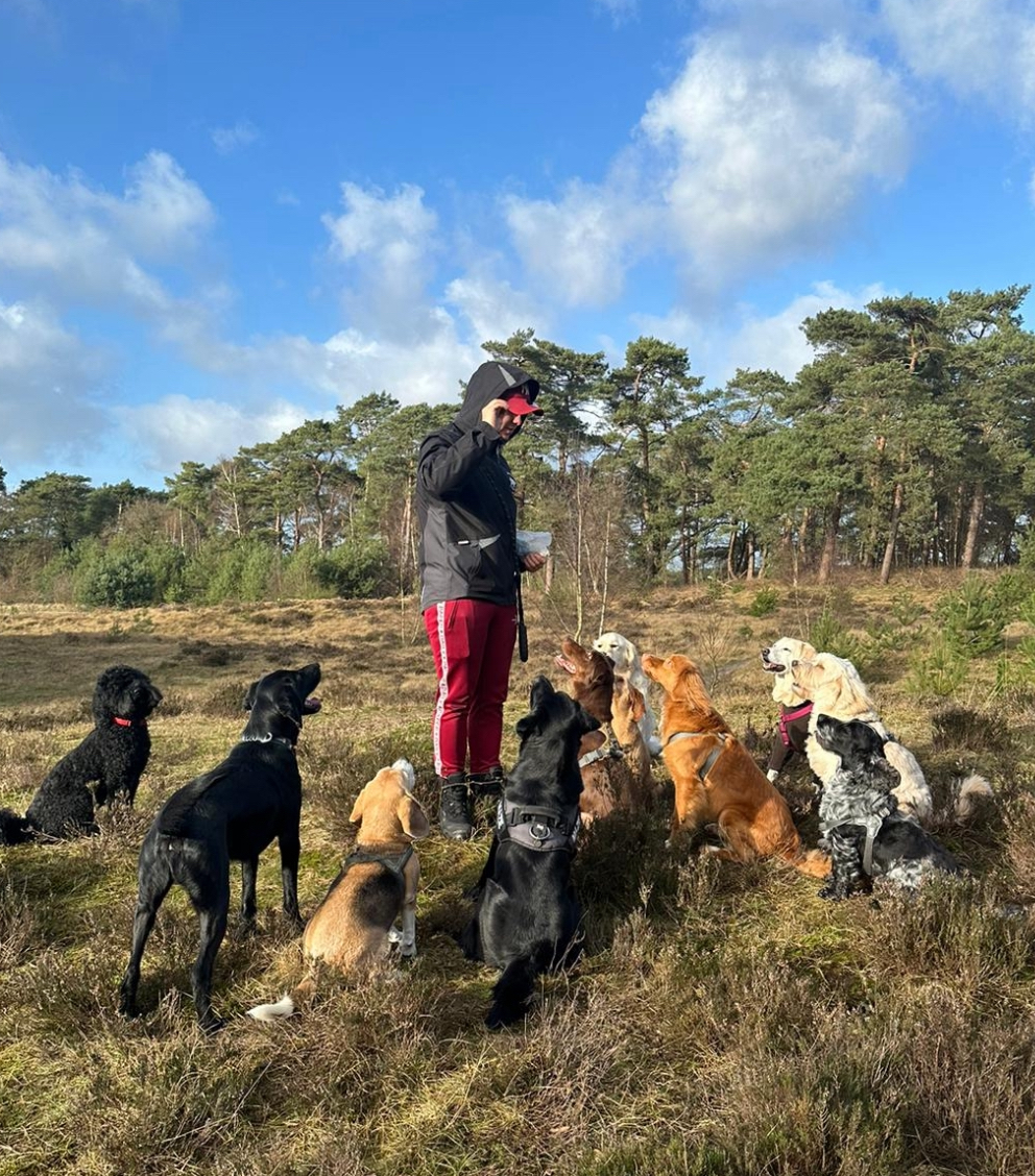 Hondenuitlaatservice — kleine groepen, vaste dagen