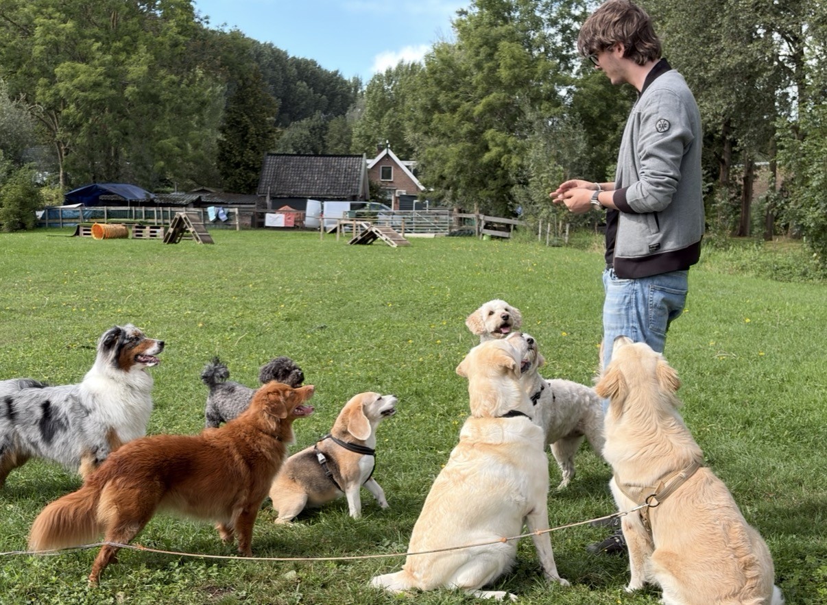 Hondenoppas: thuis in eigen omgeving