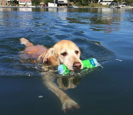 Chuckit amphibious bumper small