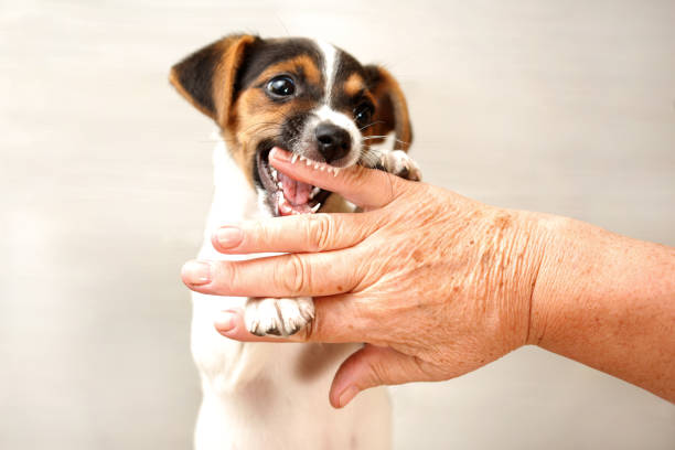 Help mijn pup bijt!